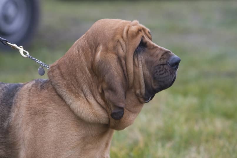 cuales son los cuidados de los perros bloodhound