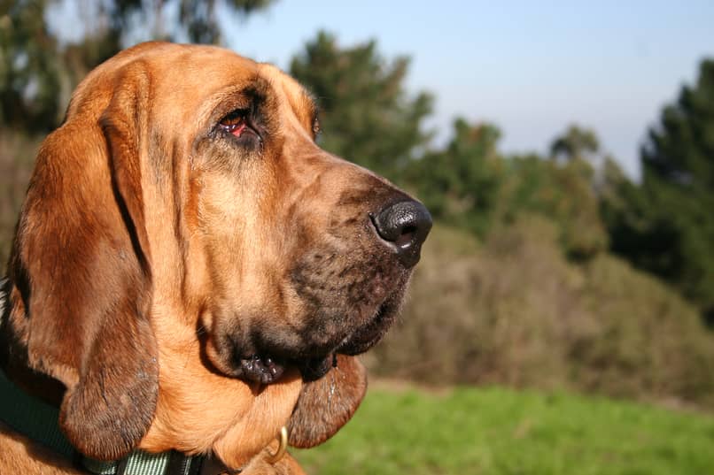 origen del perro bloodhound