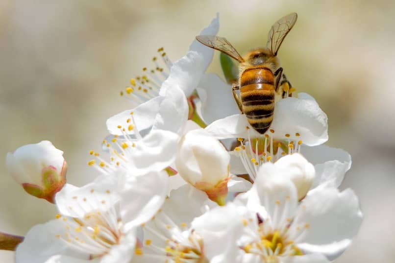 peligro picadura abeja