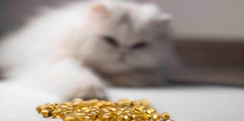 ayuda al cerebro de tu gatito con omega3