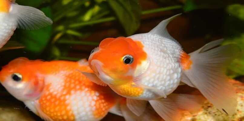 par de goldfish en acuario