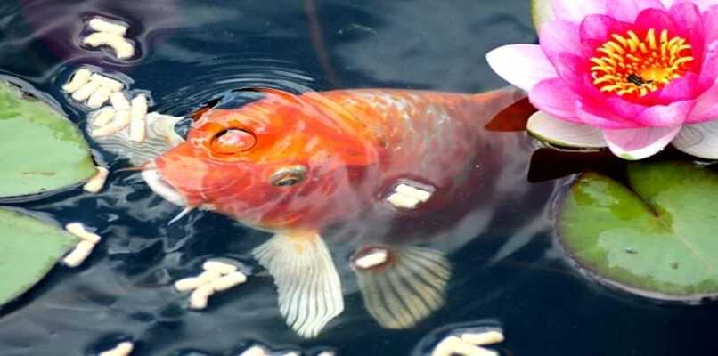 goldfish alimentándose pez de agua fria