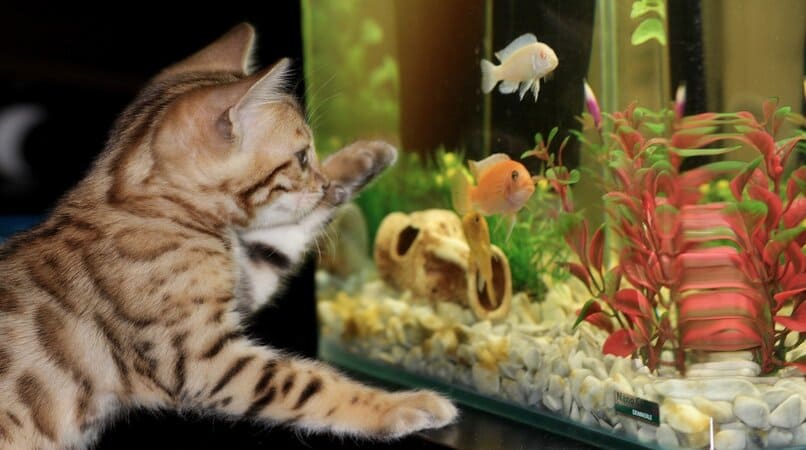gato mirando acuario pequeno 