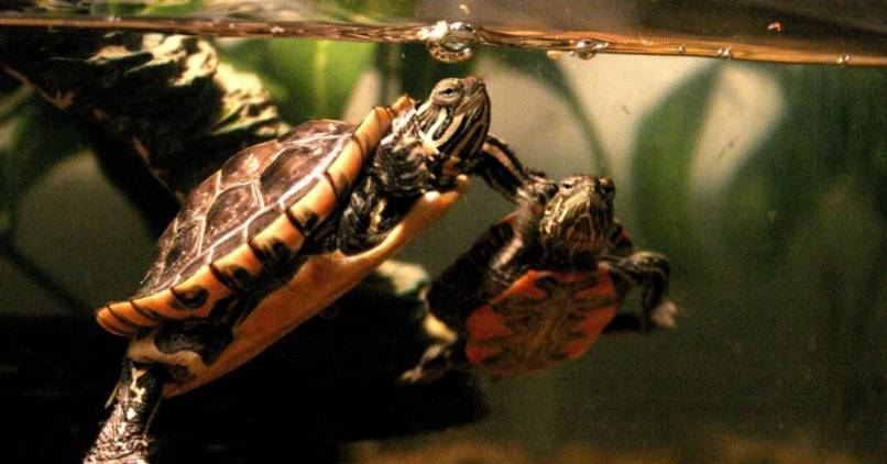 tortuga habitat patas plantas