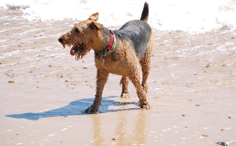 perro en la playa jugando con su sombra
