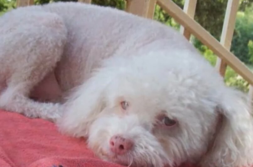 cachorro albino de la raza caniche