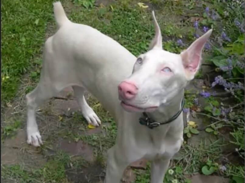 perro albino de raza doberman