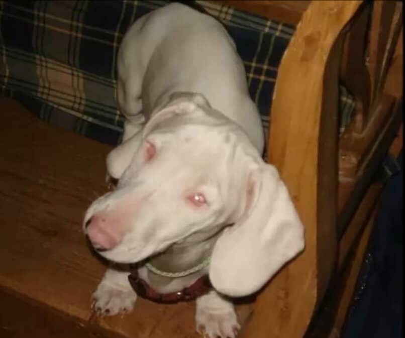perro albino salchicha