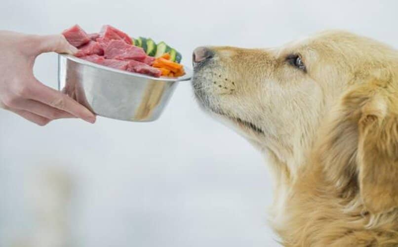 perro sentado alimento