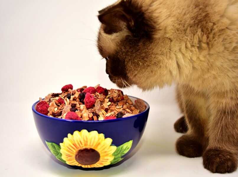 dieta alimenticia para tu gato