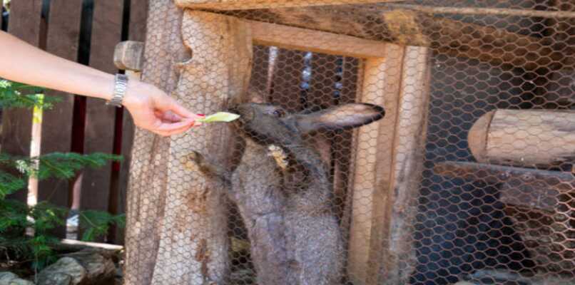 persona administrándole alimentos a un conejo 