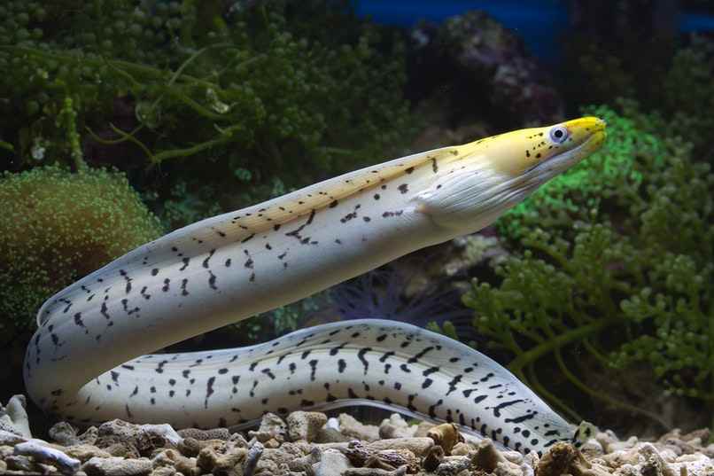 anguila bajo el agua