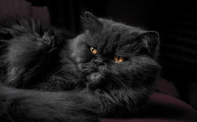 gato negro tranquilo