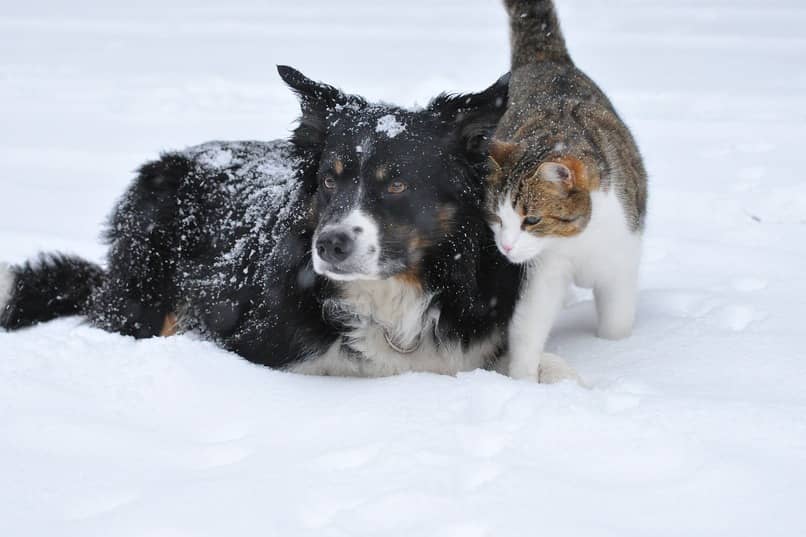 perro y gato nevados