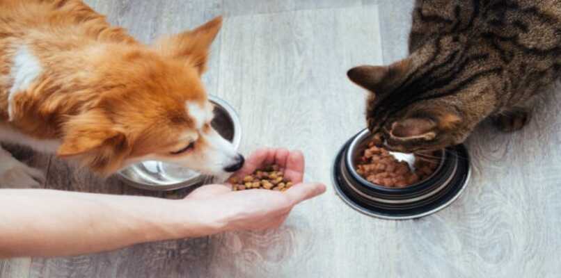 mascotas compartiendo la hora de la comida