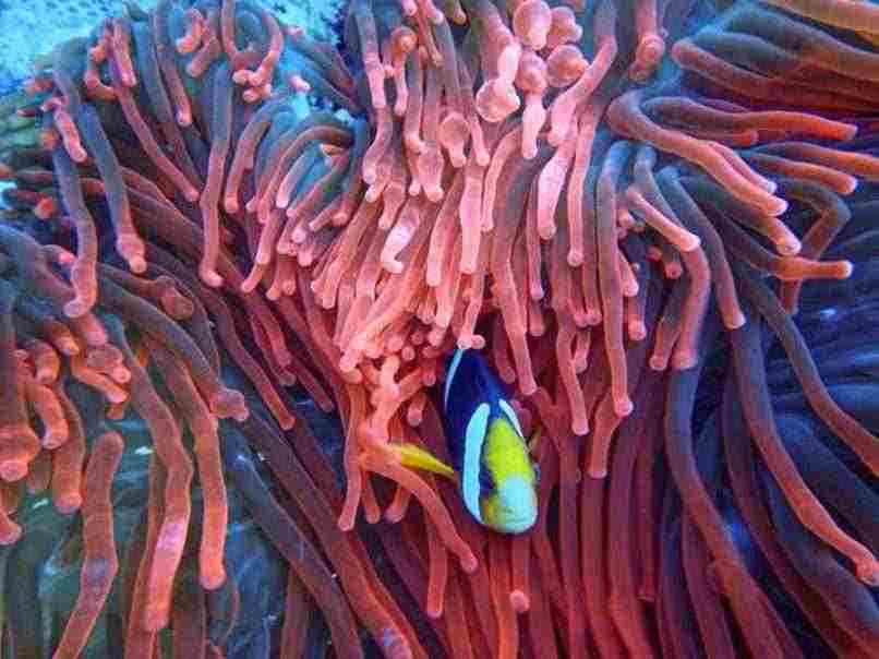 pez sin escama viviendo en un arrecife