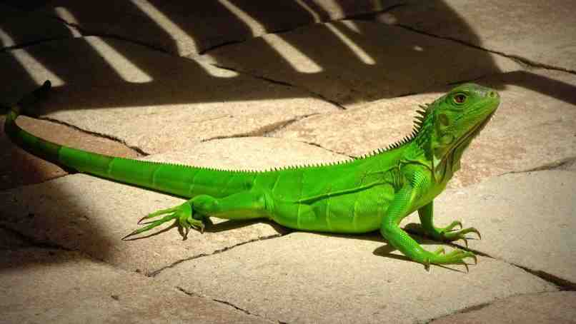 verde reptil hembra macho
