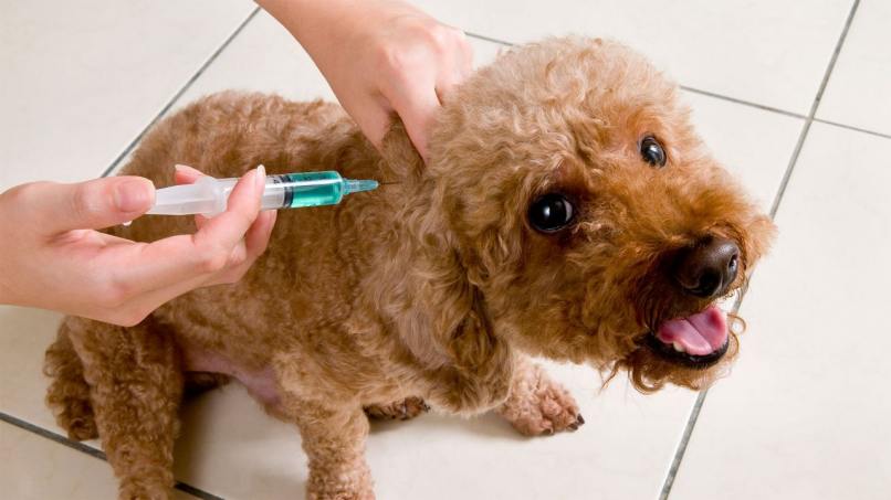 perro vacunado manos lengua ojos