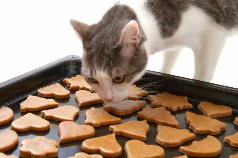 gato galletas formas fondo blanco 