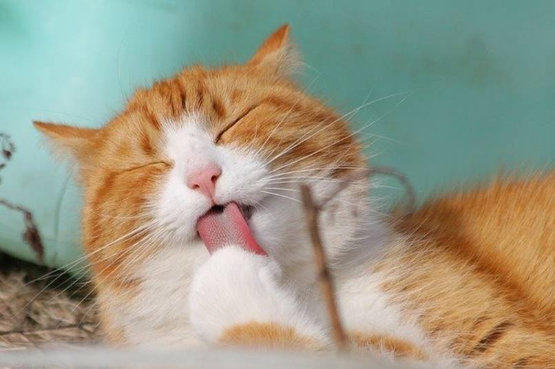 gatito comiendo medicamento