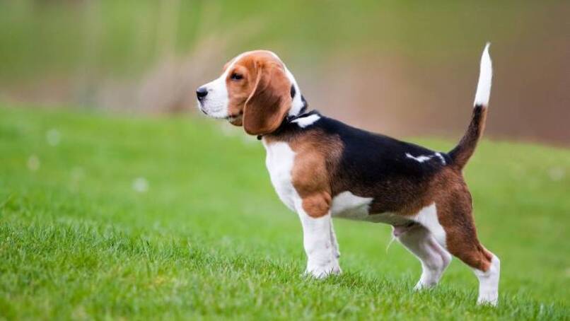 beagle sobre pradera