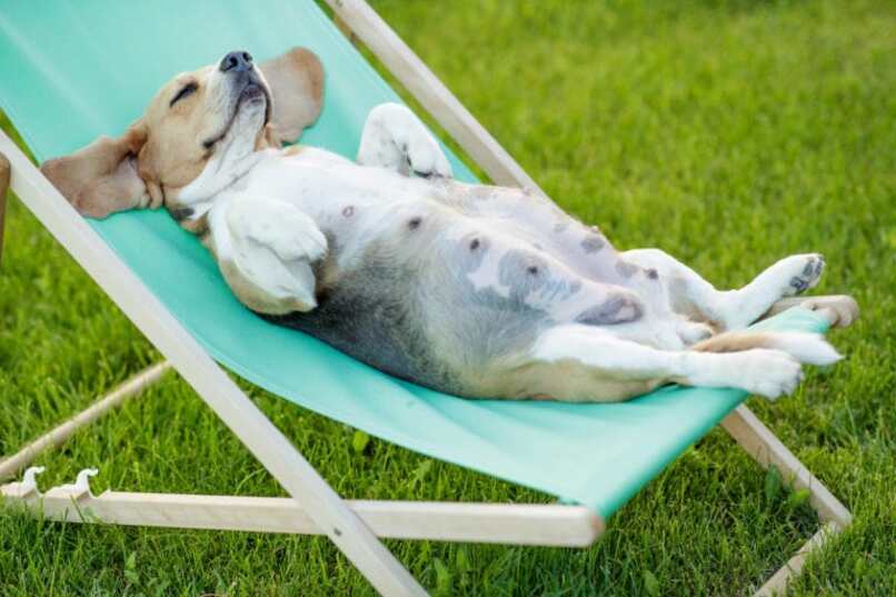 beagle descansando
