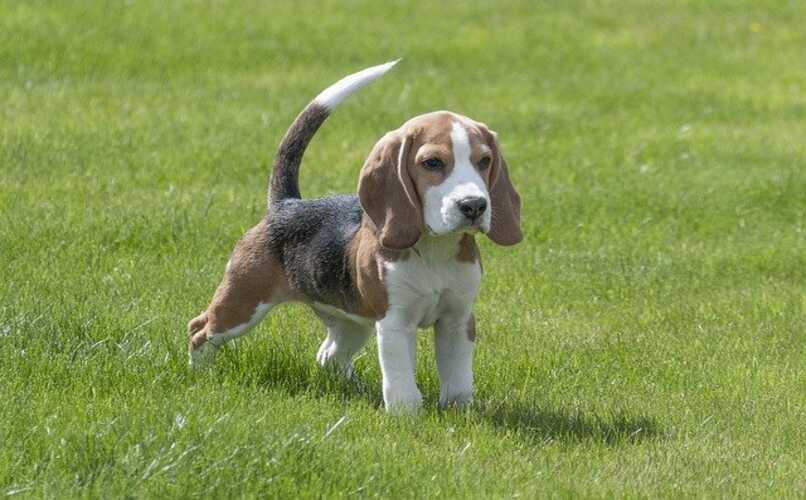 perro beagle en el parque