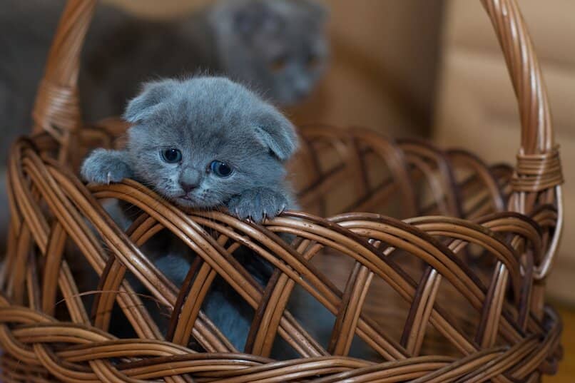 gatito gris canasto