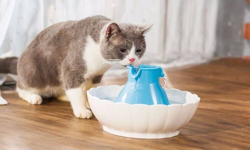 gato agua fuente beber