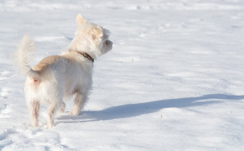 perro en la nieve tratando de alcanzar su sombra