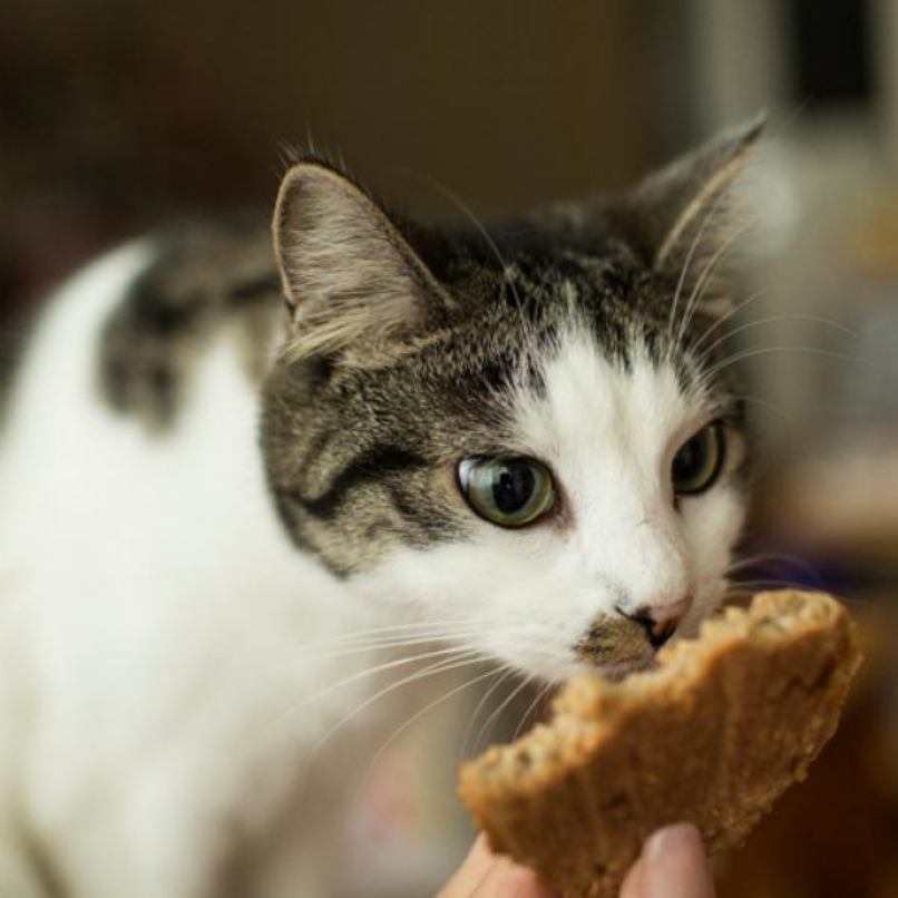 gato ojos verdes galletas receta
