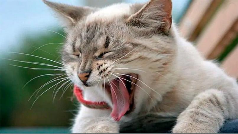 gato boca abierta lengua
