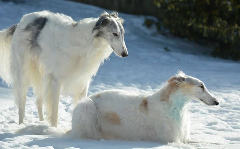 perros galgo ruso paseando en la nieve