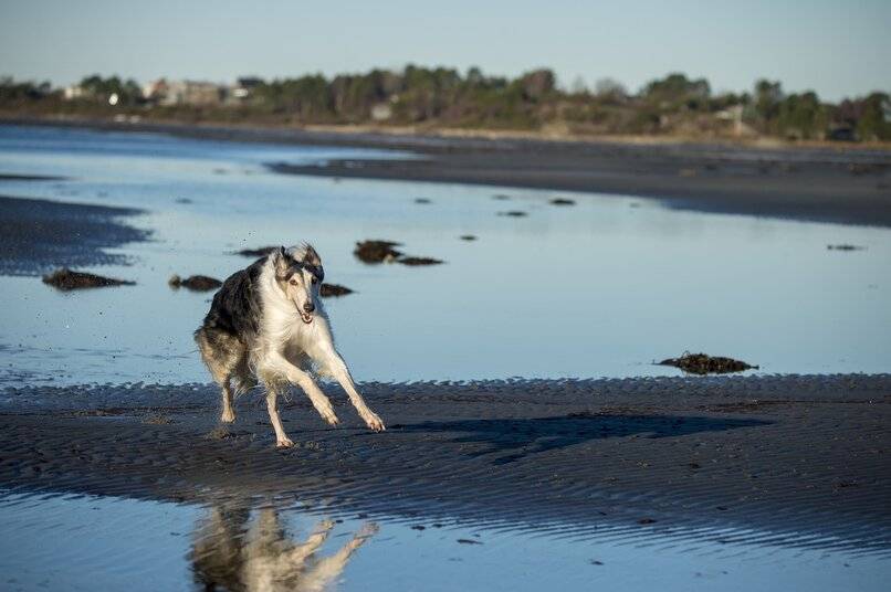 perro raza galgo ruso mar