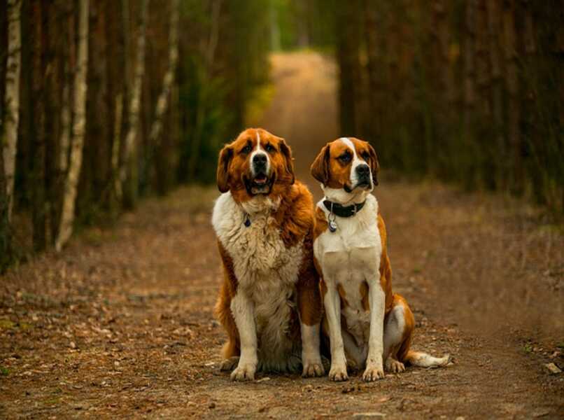 perros juntos paseo entrenamiento