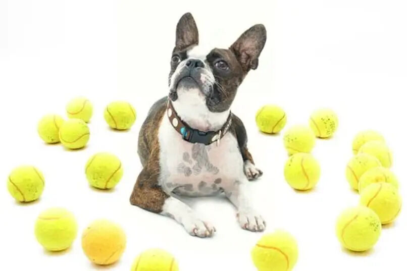 perro con pelotas
