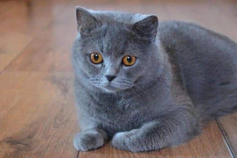 gato gris british shorthair