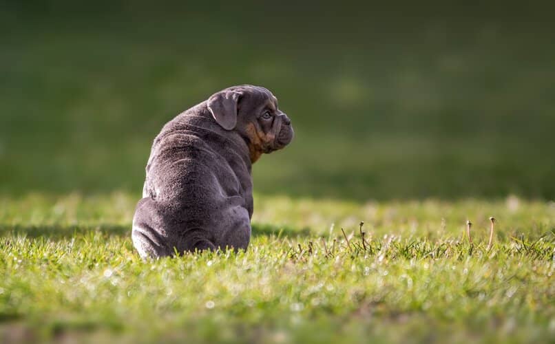 perro en la hierba sin testiculos