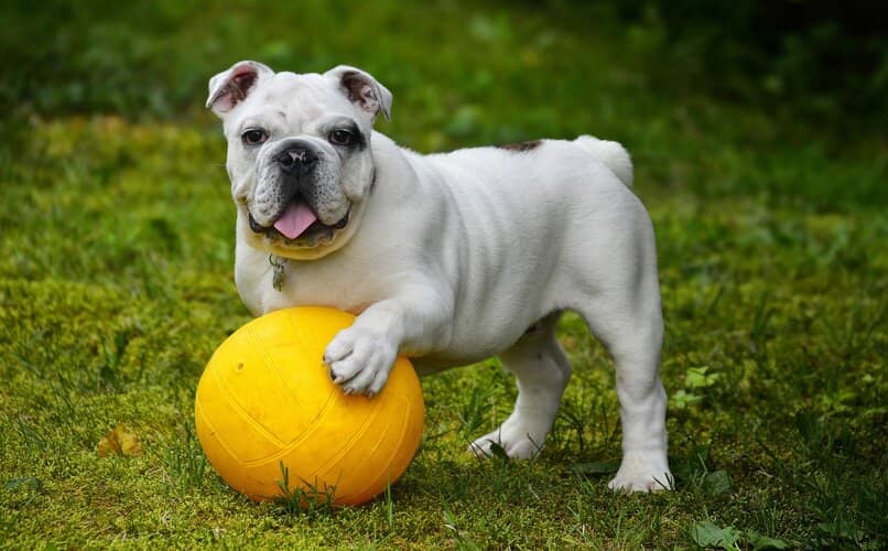 perro con pelota sobre la hierba