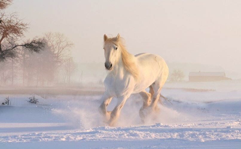 caballo corriendo en la nieve