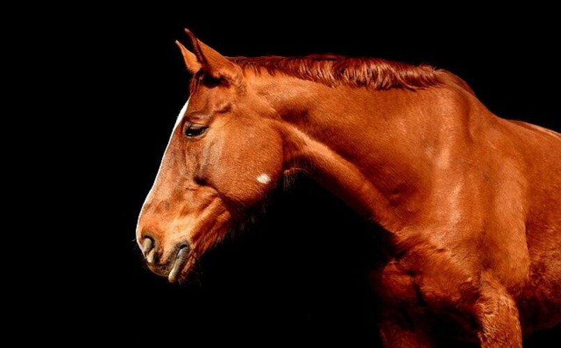 caballo de perfil