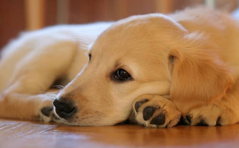 perro triste en el piso de nuevo hogar