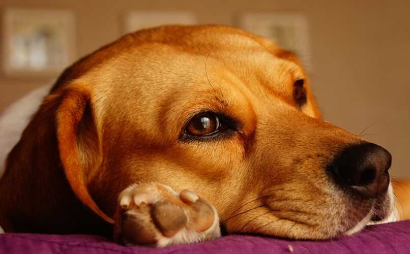 perro raza beagle
