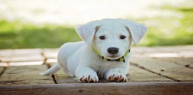 perro blanco cachorro