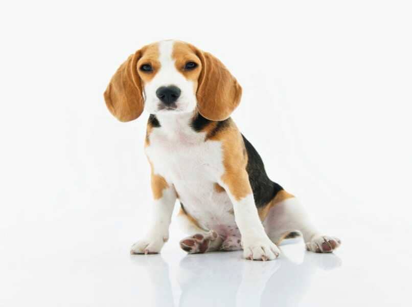 beagle chiquito sentado