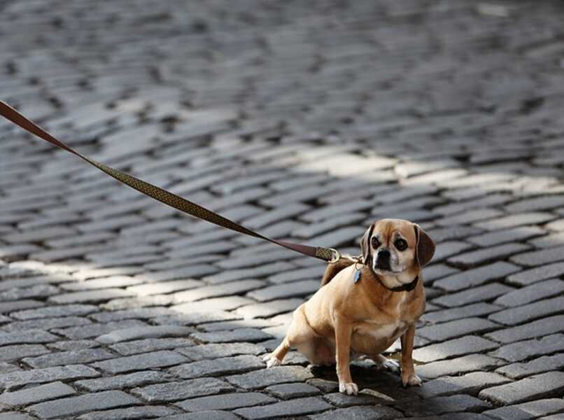perro paseo ciudad