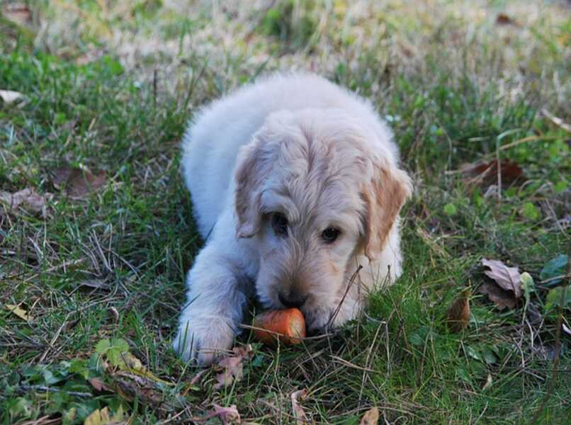 perro comiendo una zanahoria