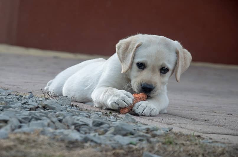 perro pequeno comiendo hueso 