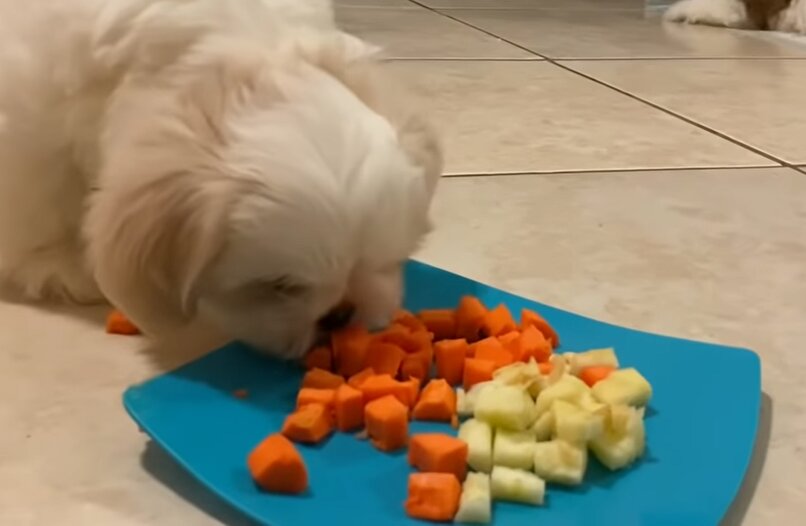 cachorro comiendo trozos de verduras