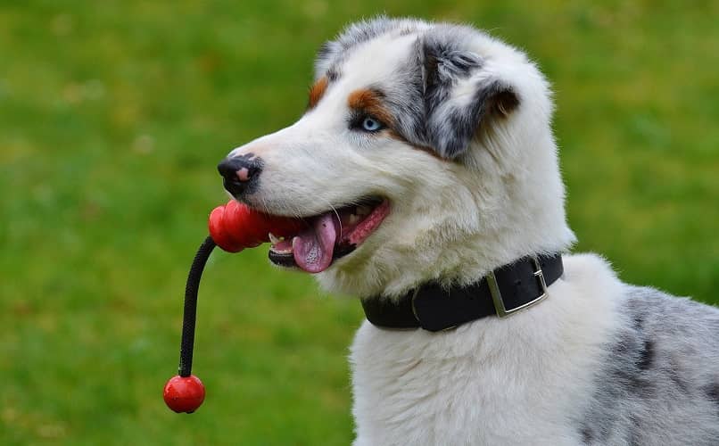 cachorro jugando con pelota y cuerda